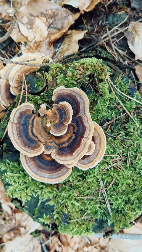 Mushroom zoom out Stock Footage 238754097