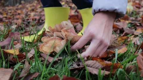 Mushroom1 Stock Footage 142948528