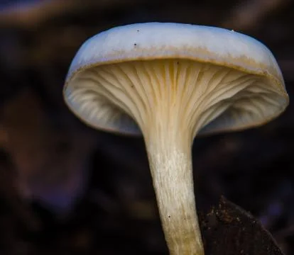 Mushroom1 Foto stock
