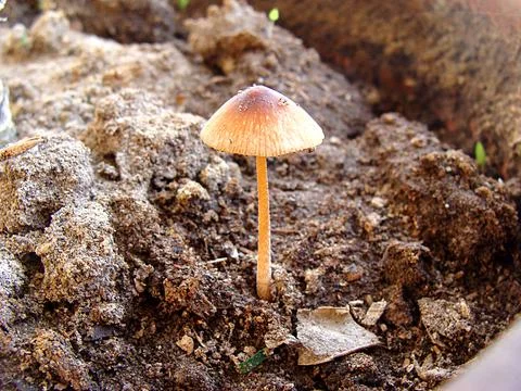 Mushroom1 Stock Photos