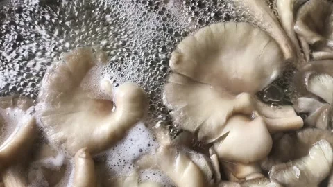 Mushroom2 Vídeo Stock 338390422