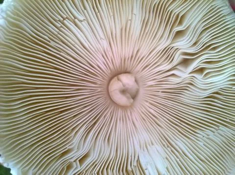 Mushroom(bottom) Stock Photos