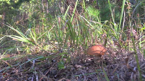 Mushroomer Stock Footage 67506291