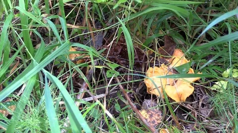 Mushroomer Stock Footage 74016278