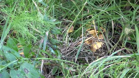 Mushroomer Stock Footage 74051201