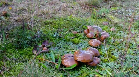 Mushrooming in autumn Stock Footage 52886040