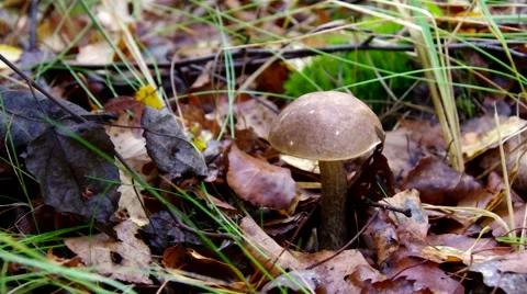 Mushrooming in autumn Stock Footage 52886145