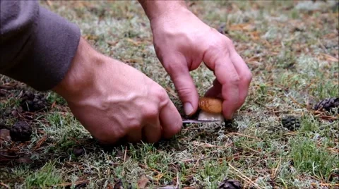 Mushrooming cep Stock Footage 48568627