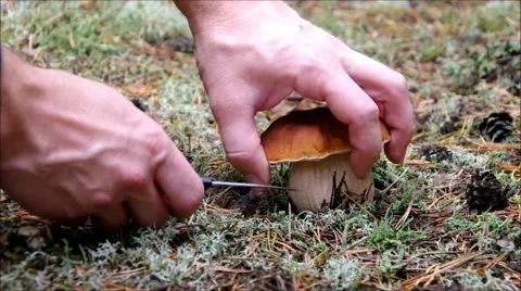 Mushrooming cepe in fall Stock Footage 53775491