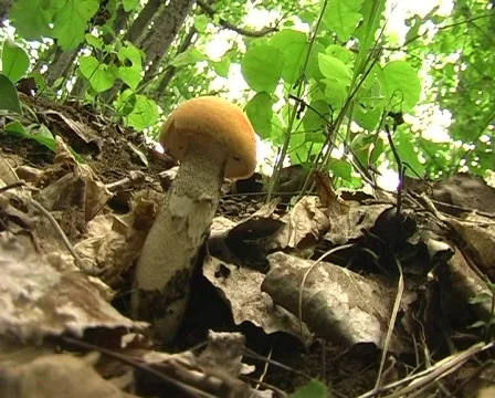 Mushrooming Stock Footage 128139