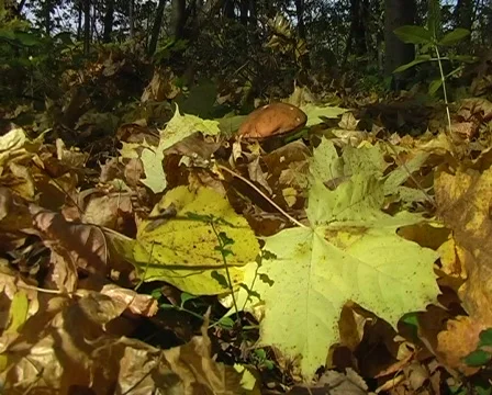 Mushrooming Stock Footage 128437