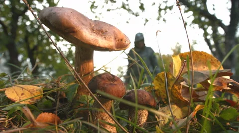 Mushrooming in the forest. Видео 68068695