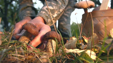 Mushrooming in the forest. Видео 68068869