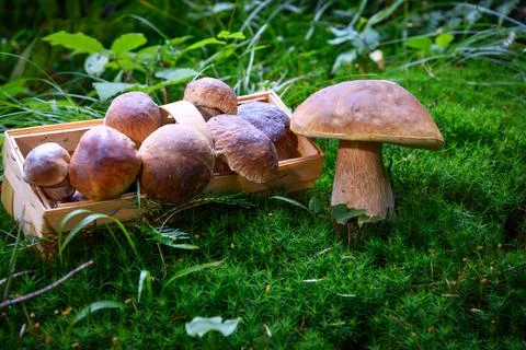 Mushrooming in the forest Stock Photos