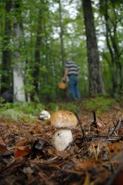 Mushrooming Stock Photos