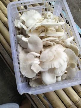 Mushroom/Jamur.Daging 库存照片