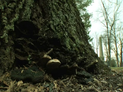 Mushrooms 01 Stock-Footage 357079