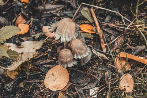 Mushroom´s - 01 Stock Photos