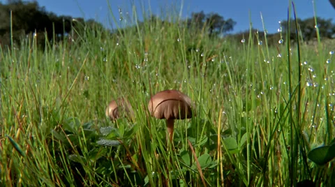 Mushrooms #1 Stock Footage 32628651