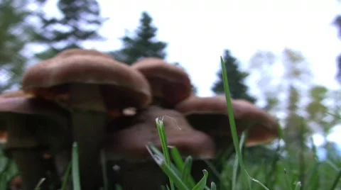 Mushrooms 2 Stock Footage 283336