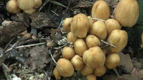 Mushrooms 2 Video stock 7759897