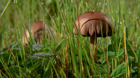Mushrooms #2 Stock Footage 32628944
