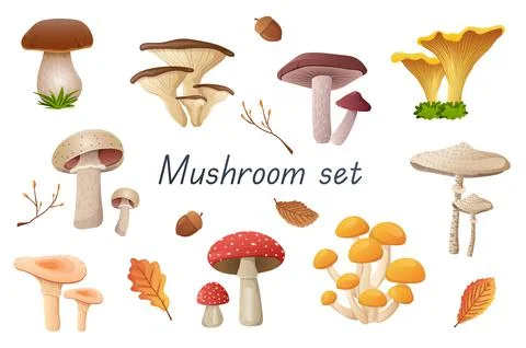 Mushrooms 3d realistic set. Bundle of cep, russula, golden chanterelle Stock Illustration