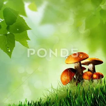 Mushrooms. abstract natural backgrounds Stock Illustration