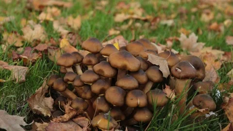 Mushrooms and flies Stock Footage 276968075