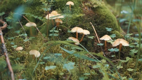 Mushrooms and moss Stock Footage 94958684