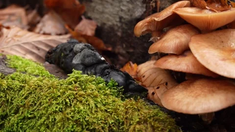 Mushrooms and Moss. Stock Footage 254523729