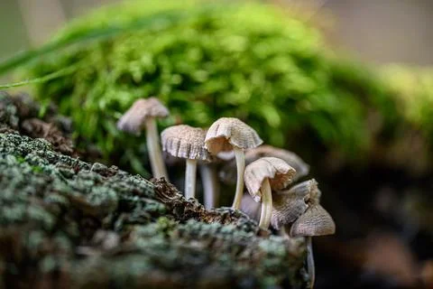 Mushrooms and Moss Stock Photos