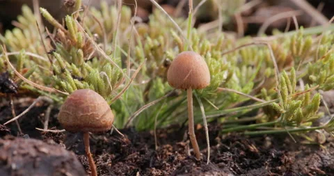 Mushrooms and moss thrive on a damp rock beside flowing water in a tranquil Stock Footage 334587292