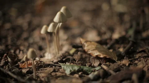 Mushrooms and shadows Stock Footage 1089833