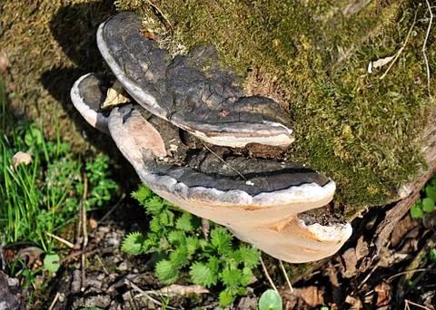 Mushrooms and tree Stock Photos
