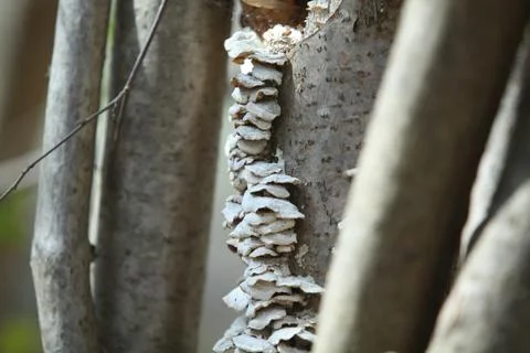Mushrooms attached to a tree trunk Stock Photos