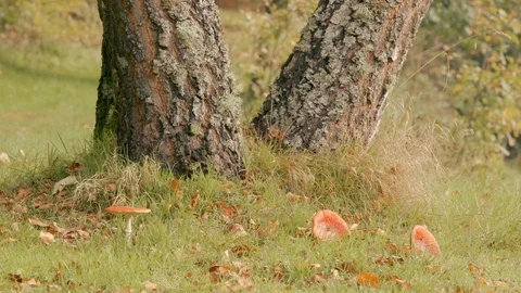 Mushrooms in Autumn / Fall 動画素材 88395897