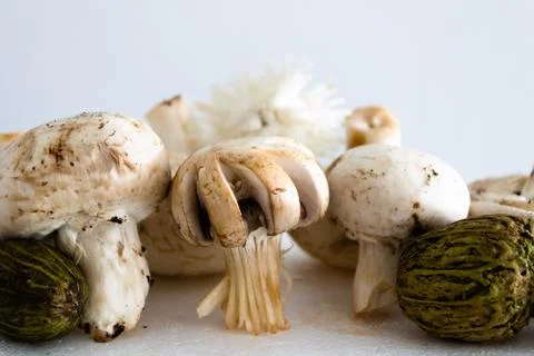 Mushrooms Background Stock Photos