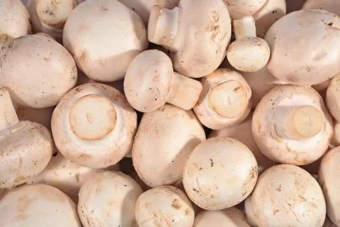 Mushrooms as background texture Stock Photos