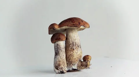 Mushrooms ballets Stock Footage 30366931