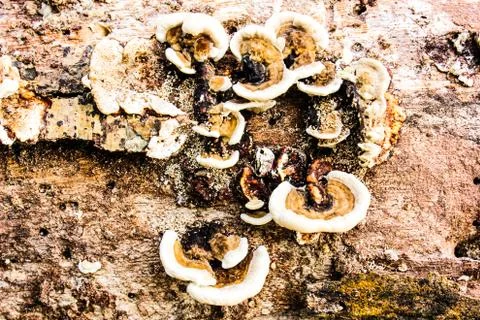 Mushrooms on bark of tree Stock Photos