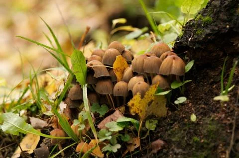 Mushrooms on Base of Tree Stock Photos