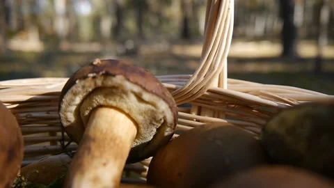 Mushrooms in the basket. Inside view. Stock-Footage 104662363