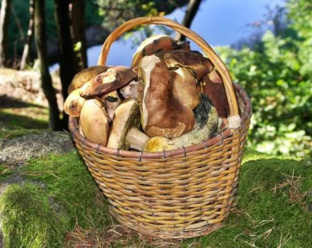 Mushrooms on basket Stock Photos