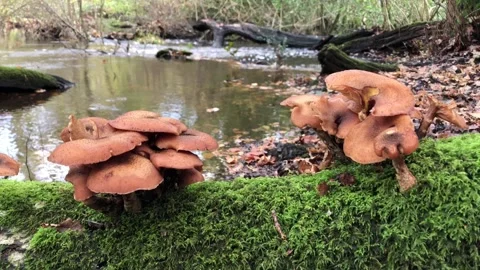 Mushrooms on Beaulieu Riverbank Stock Footage 256932653