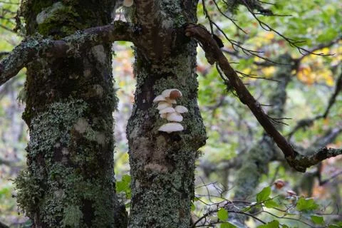 Mushrooms on beech trunk Stock-Fotos