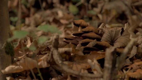 Mushrooms between leaves in autumn Stock Footage