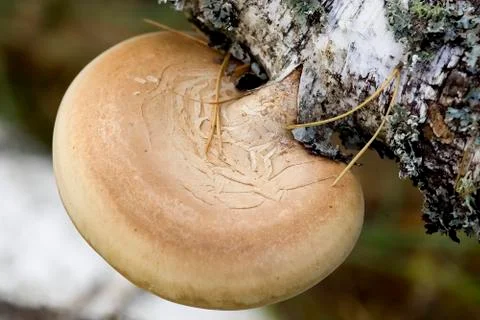 Mushrooms on the birch trunk (Ganoderma applanatum). Stock Photos