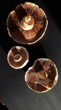 Mushrooms on a black background Foto stock