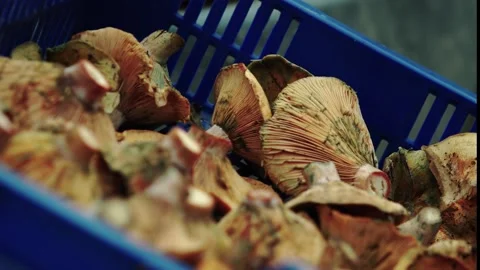Mushrooms in a blue basket Stock-Footage 166222270